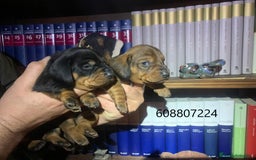 Teckel perros en venta: Teckel Standard pelo corto - Imagen 4