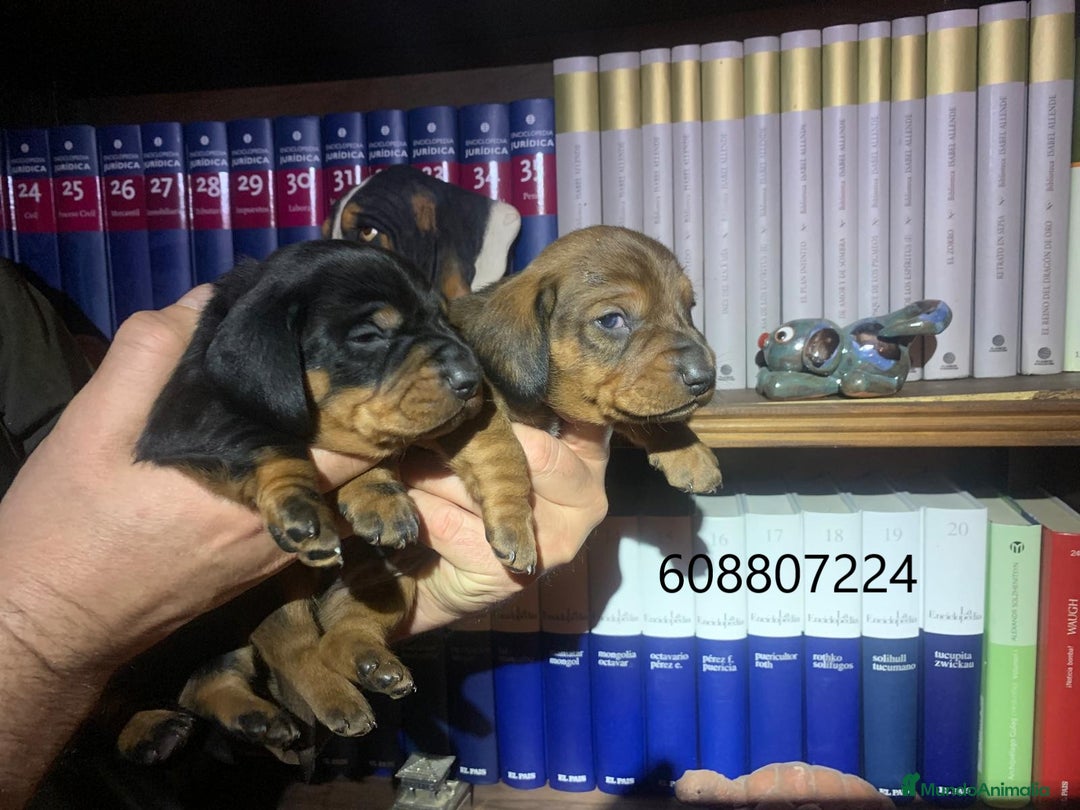 Teckel perros en venta: Teckel Standard pelo corto - Imagen 4