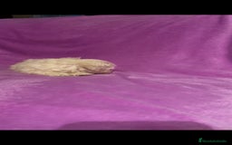 Maltipoo perros en venta: Maltipoo mini - Imagen 10