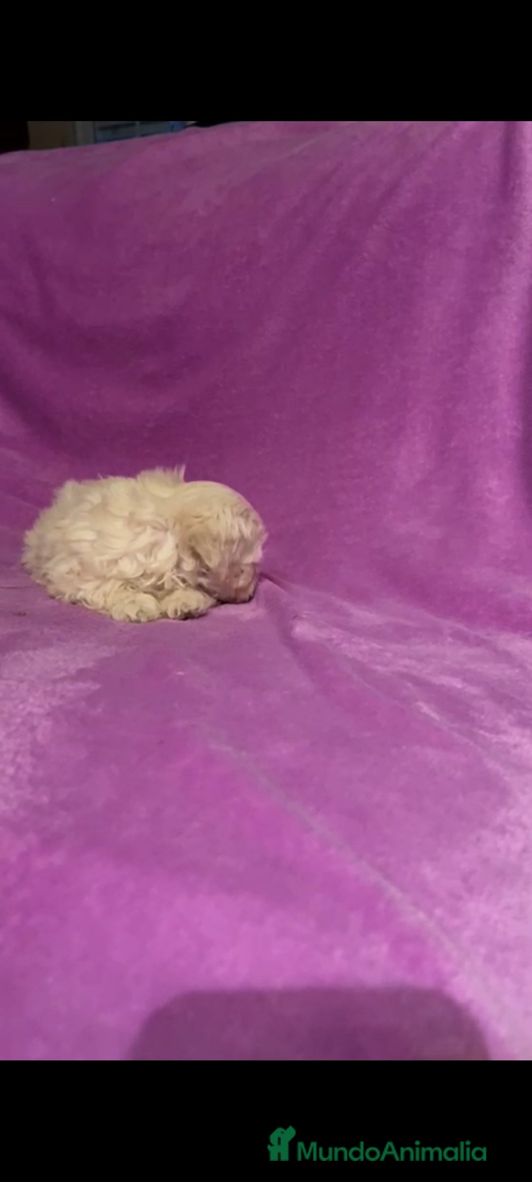 Maltipoo perros en venta: Maltipoo mini - Imagen 10