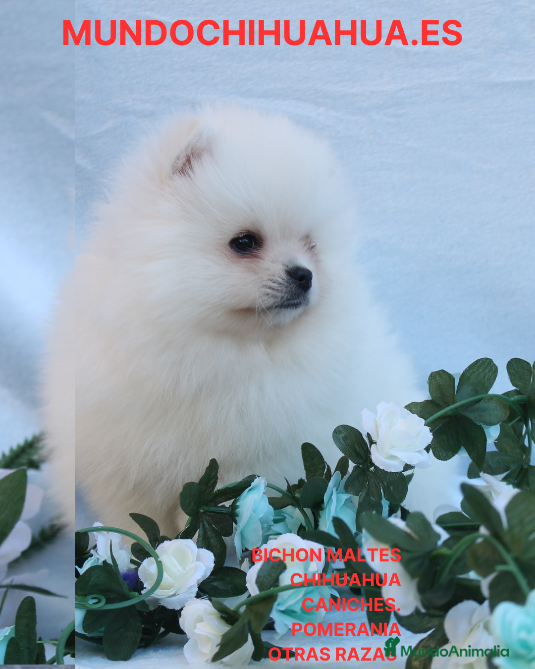 Pomerania perros POMERANIA  LINEA TOY   MUY CHATO - Anuncio 3