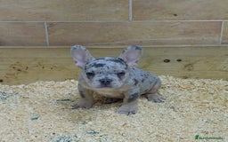 Bulldog Francés perros en venta: Dulce cachorrito de Bulldog Francés - Imagen 1