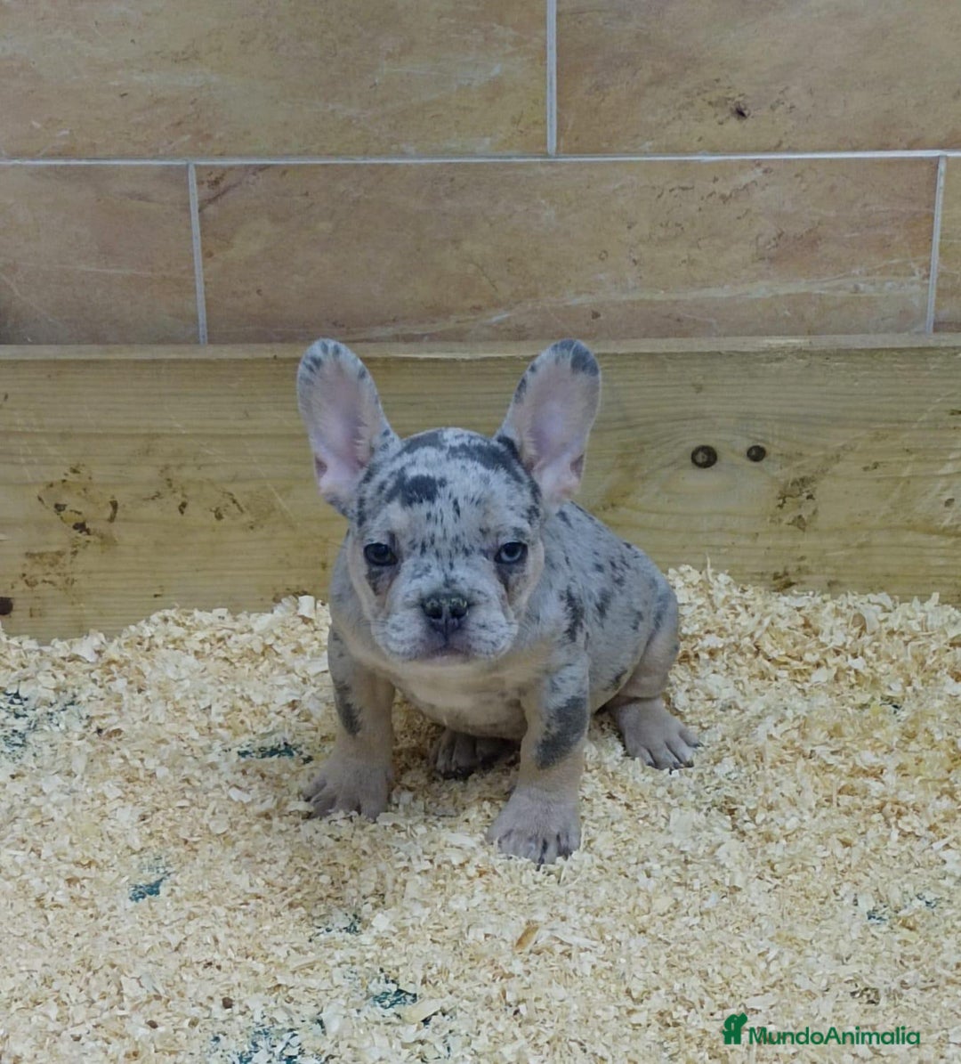 Bulldog Francés perros en venta: Dulce cachorrito de Bulldog Francés - Imagen 1