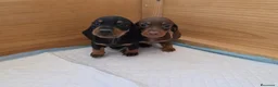Teckel Miniatura perros en venta: TECKEL KANNINCHEN  - Anuncio 2