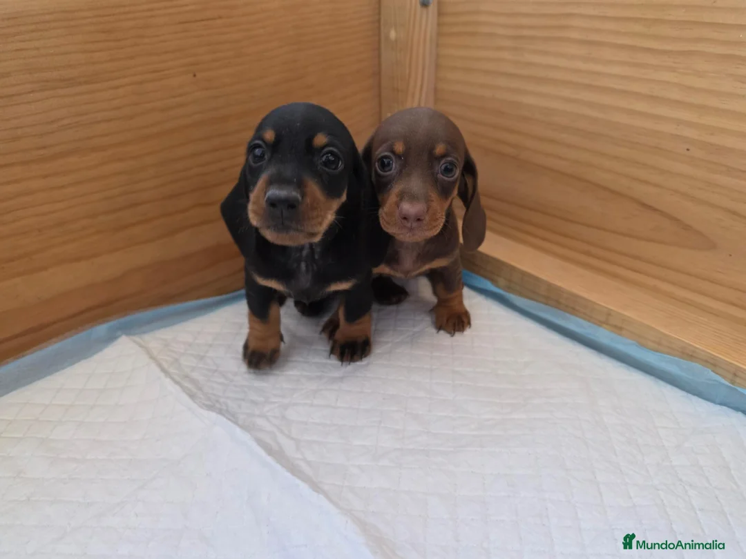 Teckel Miniatura perros en venta: TECKEL KANNINCHEN  - Anuncio 2