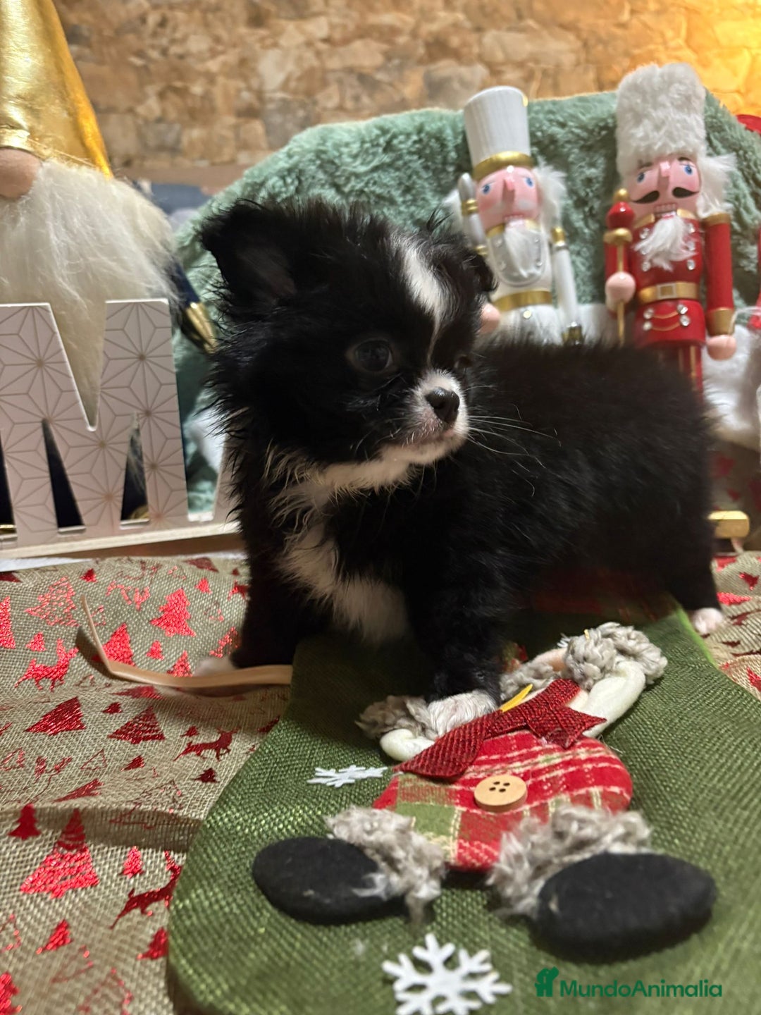 Chihuahua perros en venta: Chihuahua toy pelo largo ruso - Anuncio 2