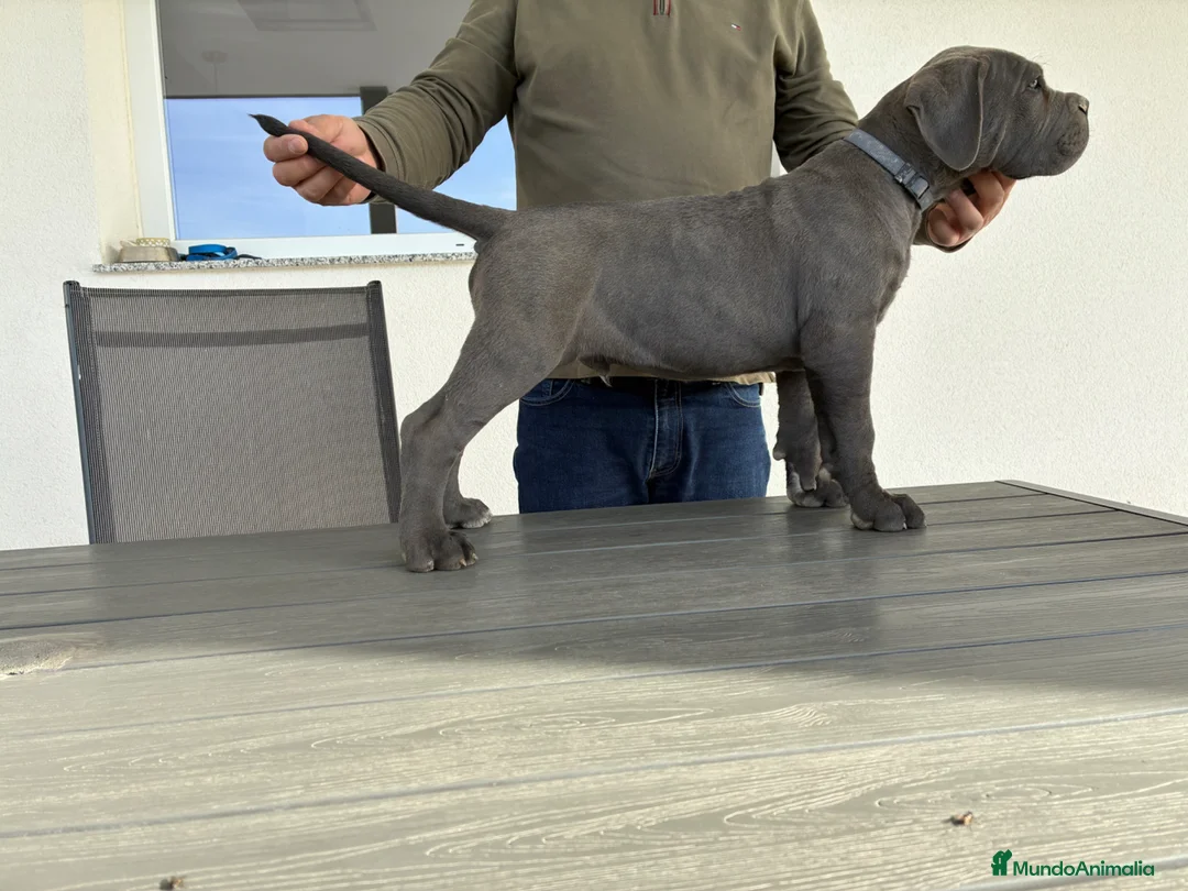 Cane Corso perros en venta: Cachorro de cane corso  - Anuncio 2
