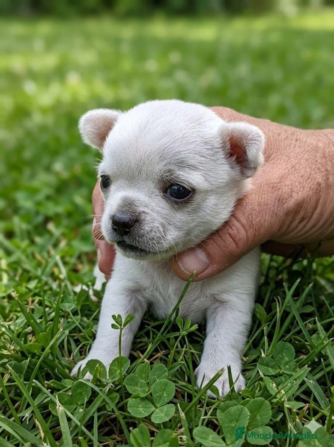 Chihuahua perros en venta: PRECIOSO CHIHUAHUA  - Anuncio 2