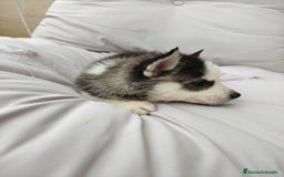 Husky Siberiano perros en venta: Husky siberiano ♀️♂️ DISPONIBLE  - Imagen 9