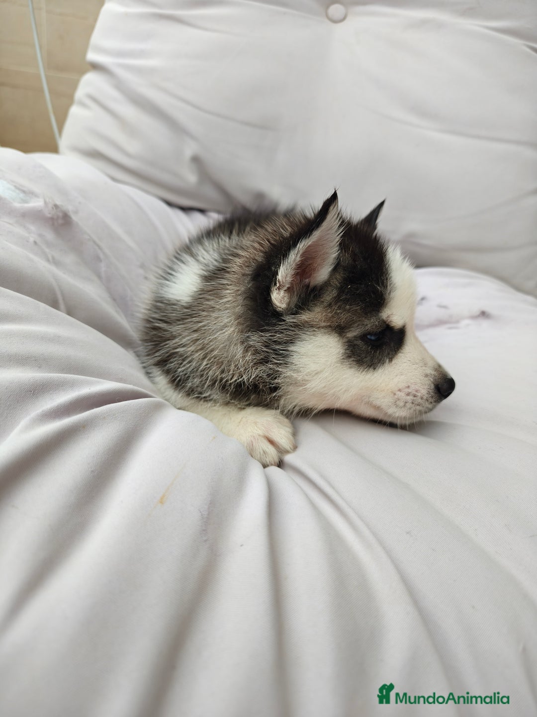 Husky Siberiano perros en venta: Husky siberiano ♀️♂️ DISPONIBLE  - Imagen 9