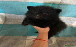 Pomerania perros en venta: Pomeranias - Imagen 13