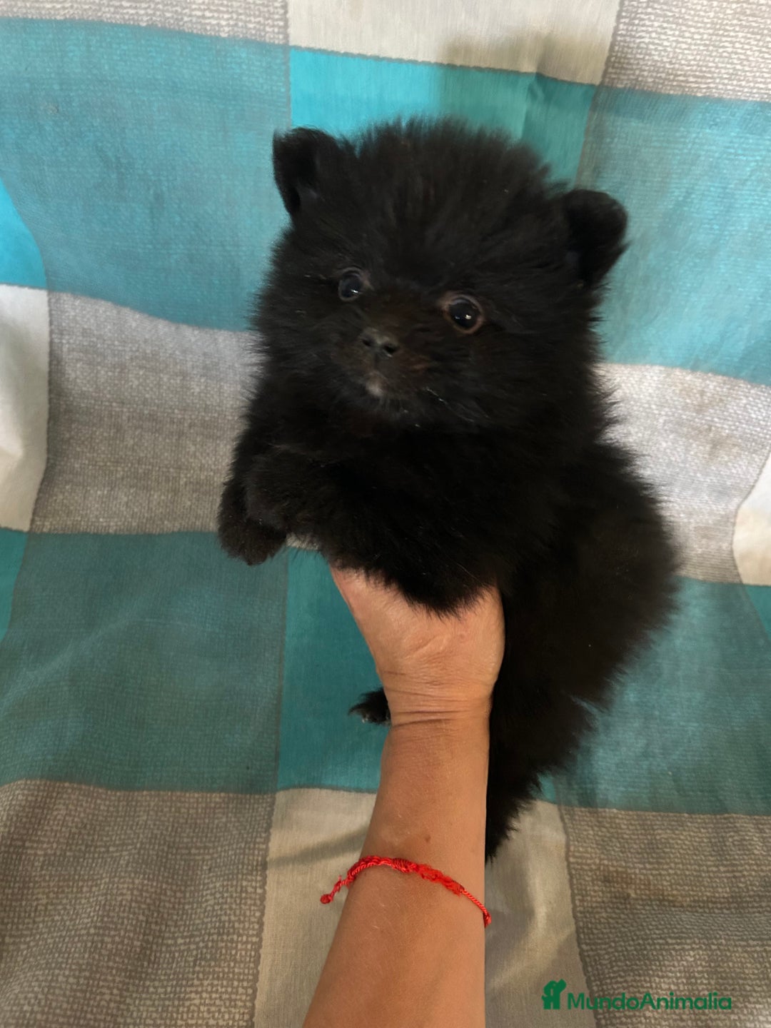 Pomerania perros en venta: Pomeranias - Imagen 13