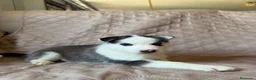 Husky Siberiano perros en venta: Disponibles Huskys Siberianos  - Anuncio 3