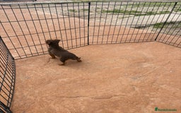 Pinscher Miniatura perros en venta: Mini-pinscher chocolate hembra - Anuncio 5