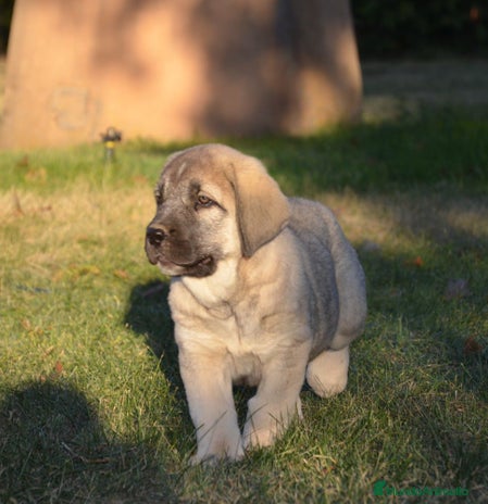 Mastín Español perros - Anuncio 1