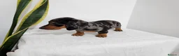 Teckel Miniatura perros en venta: TECKEL MINI TODA ESPAÑA  - Anuncio 4