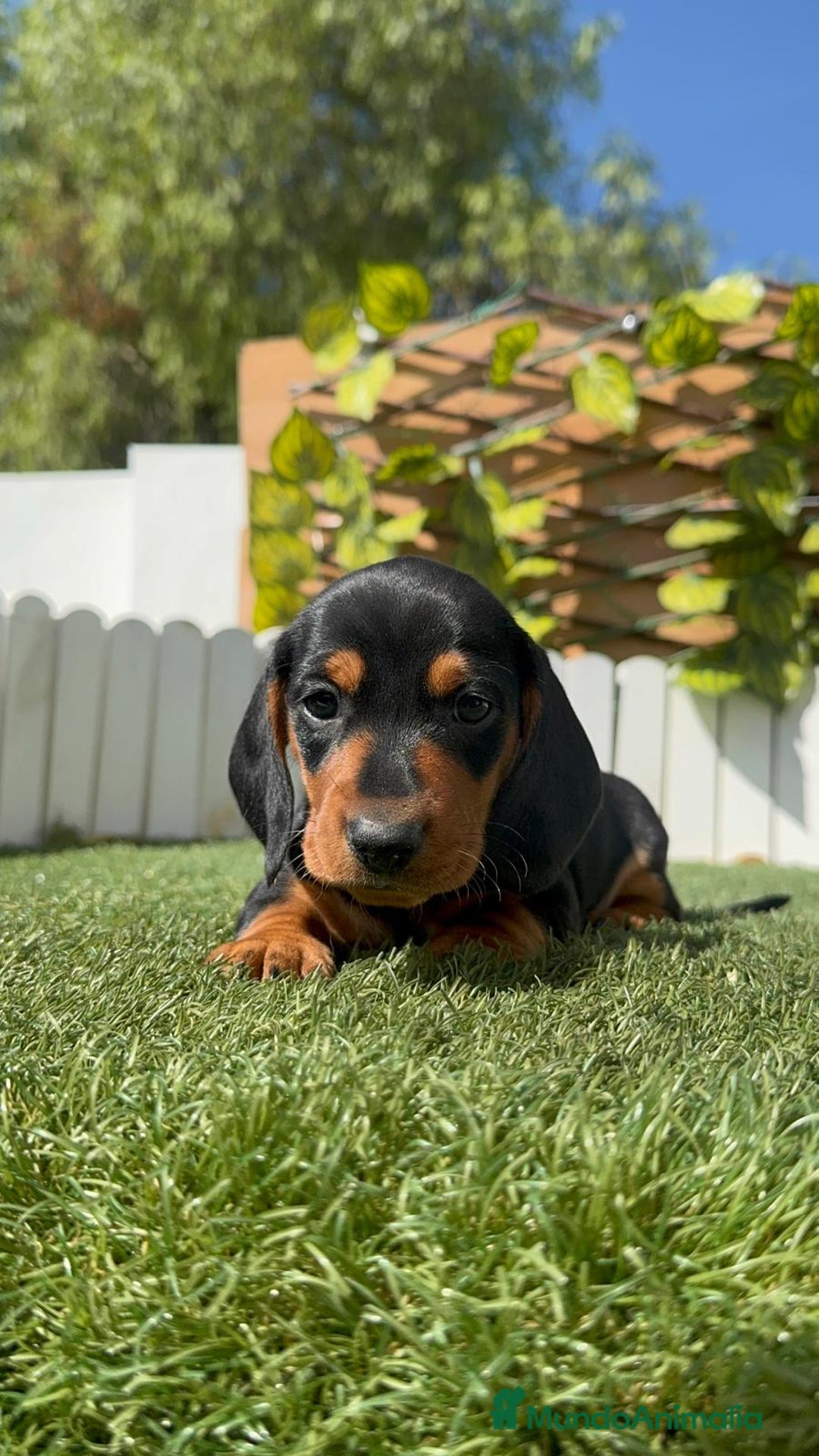 Teckel Miniatura perros en venta: TECKEL MINIATURA - Imagen 7