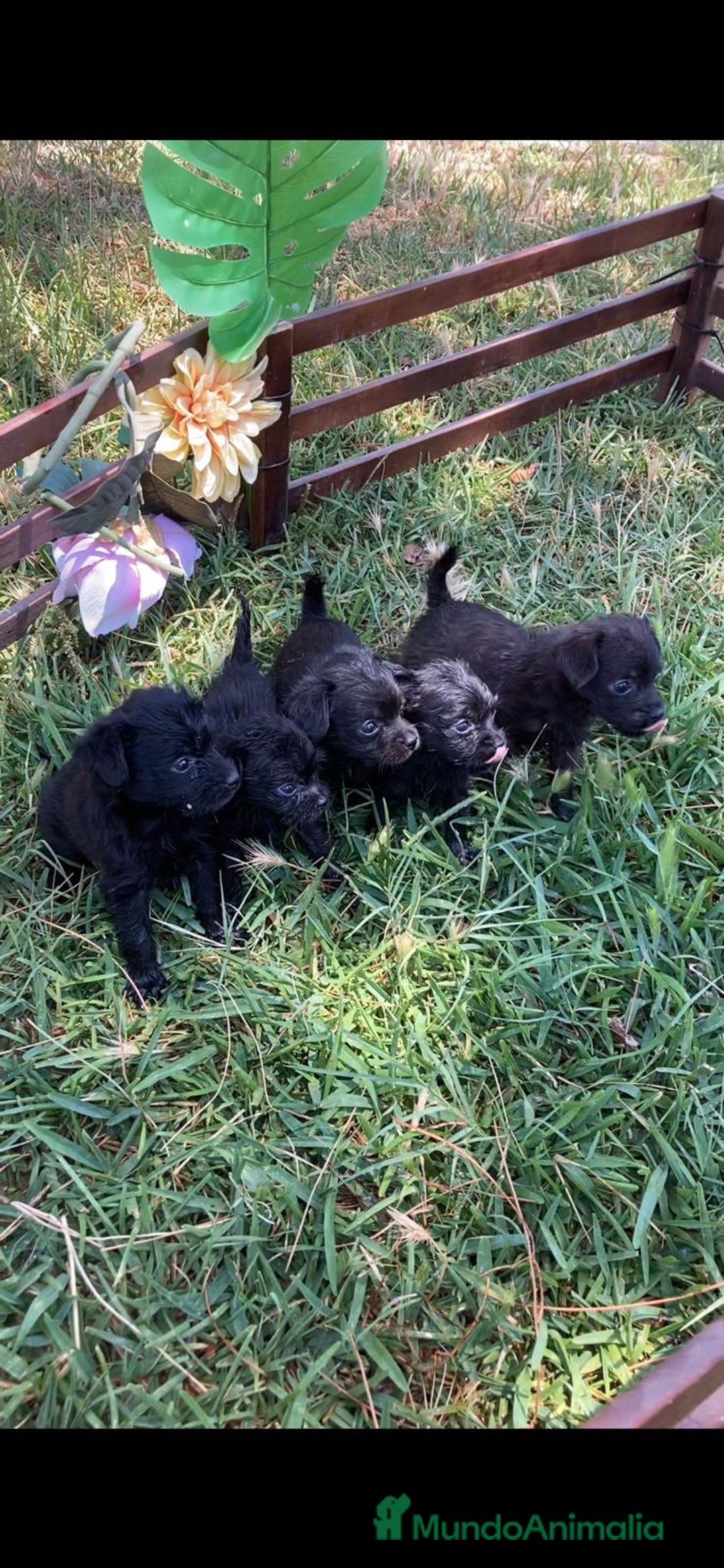Chihuahua perros en venta: 🐶✨ ¡Cachorros! Chi-Poo - Choodle - Poo-Chi ✨🐶 - Imagen 1