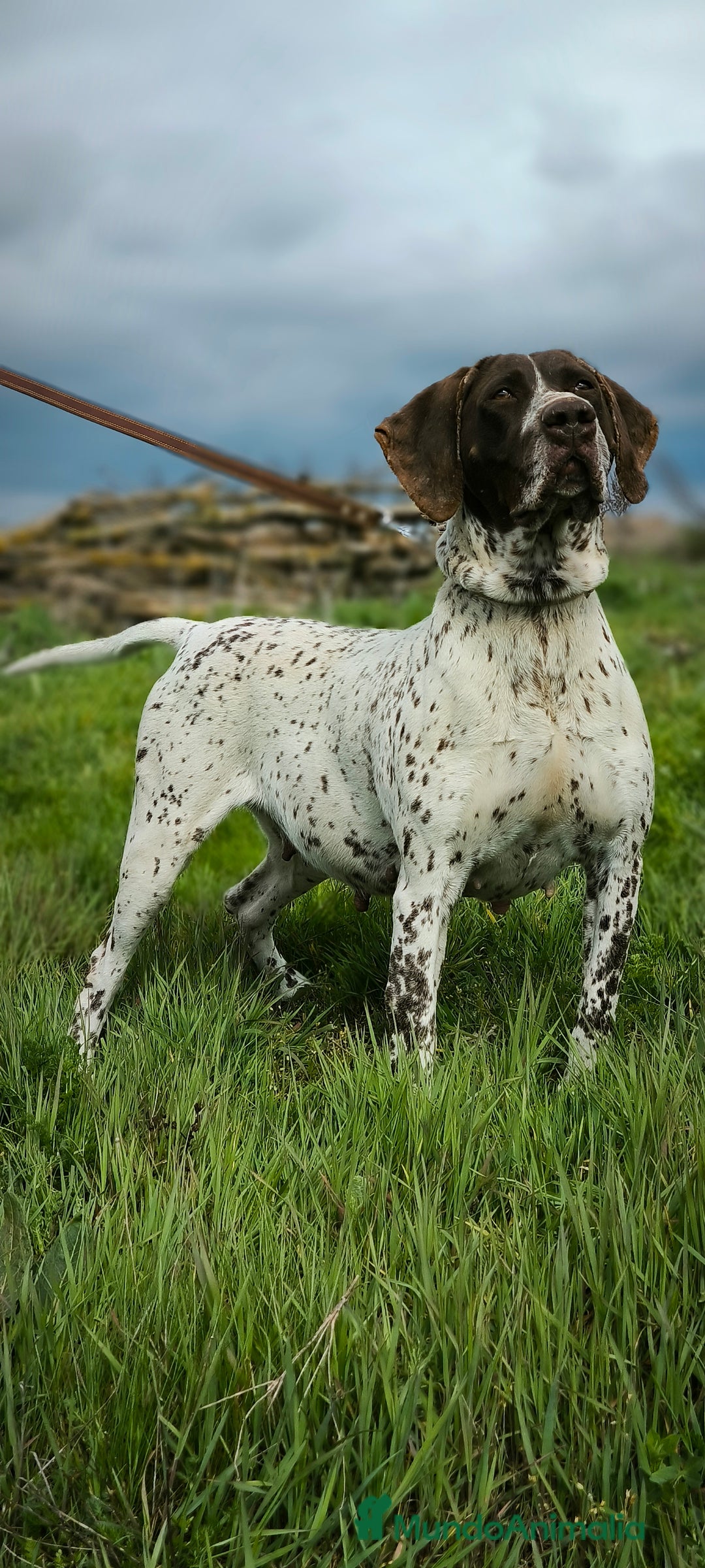 Braco Alemán de Pelo Corto perros en venta: Bracos Alemanes  - Imagen 1