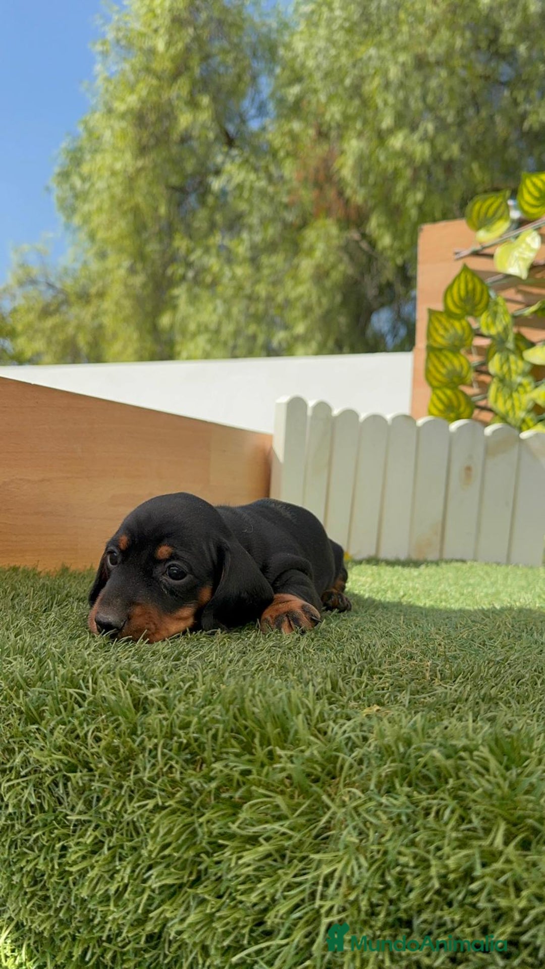 Teckel Miniatura perros en venta: TECKEL MINIATURA - Imagen 13
