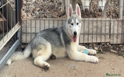 Husky Siberiano perros en venta: Camada de huskys siberianos - Imagen 2