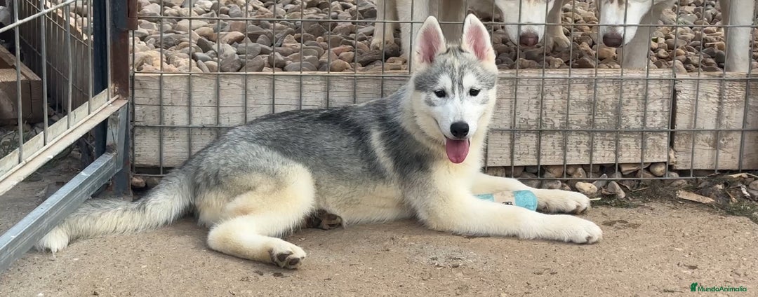 Husky Siberiano perros en venta: Camada de huskys siberianos - Imagen 2