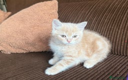 Británico de Pelo Corto gatos en venta: Gatcot.com - Imagen 2