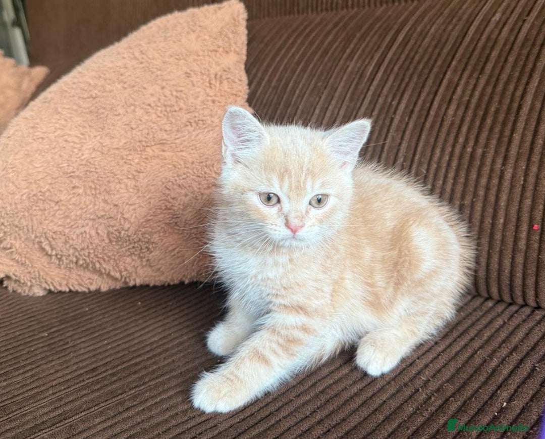 Británico de Pelo Corto gatos en venta: Gatcot.com - Imagen 2