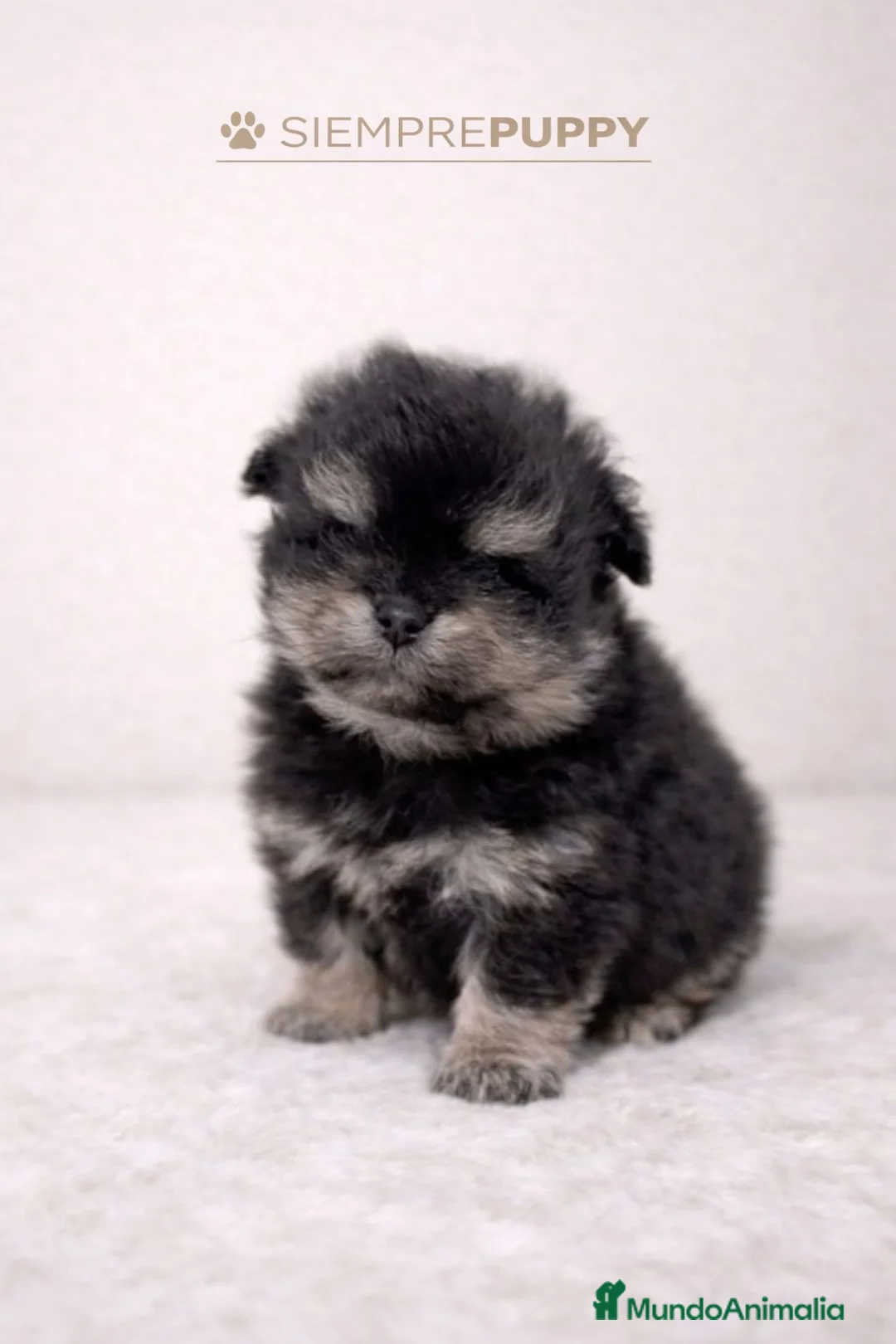 Pomerania perros en venta: POMERANIA LULÚ BLACK AND TAN - Anuncio 1