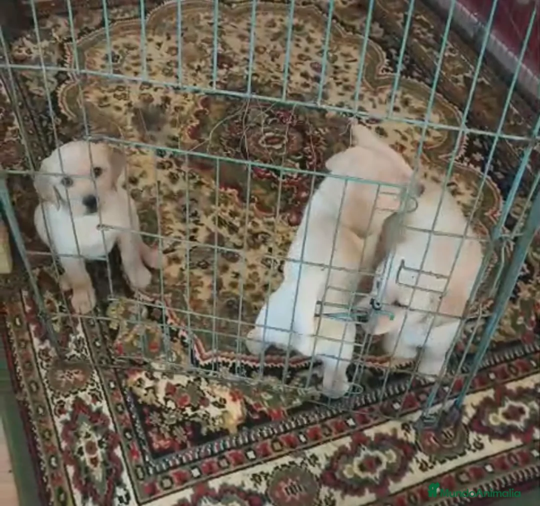Labrador Retriever perros en venta: Labradores  - Anuncio 3