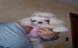 Bichón Maltés perros en venta: Mini teacup Maltese Asiático Coreano puro  - Imagen 2