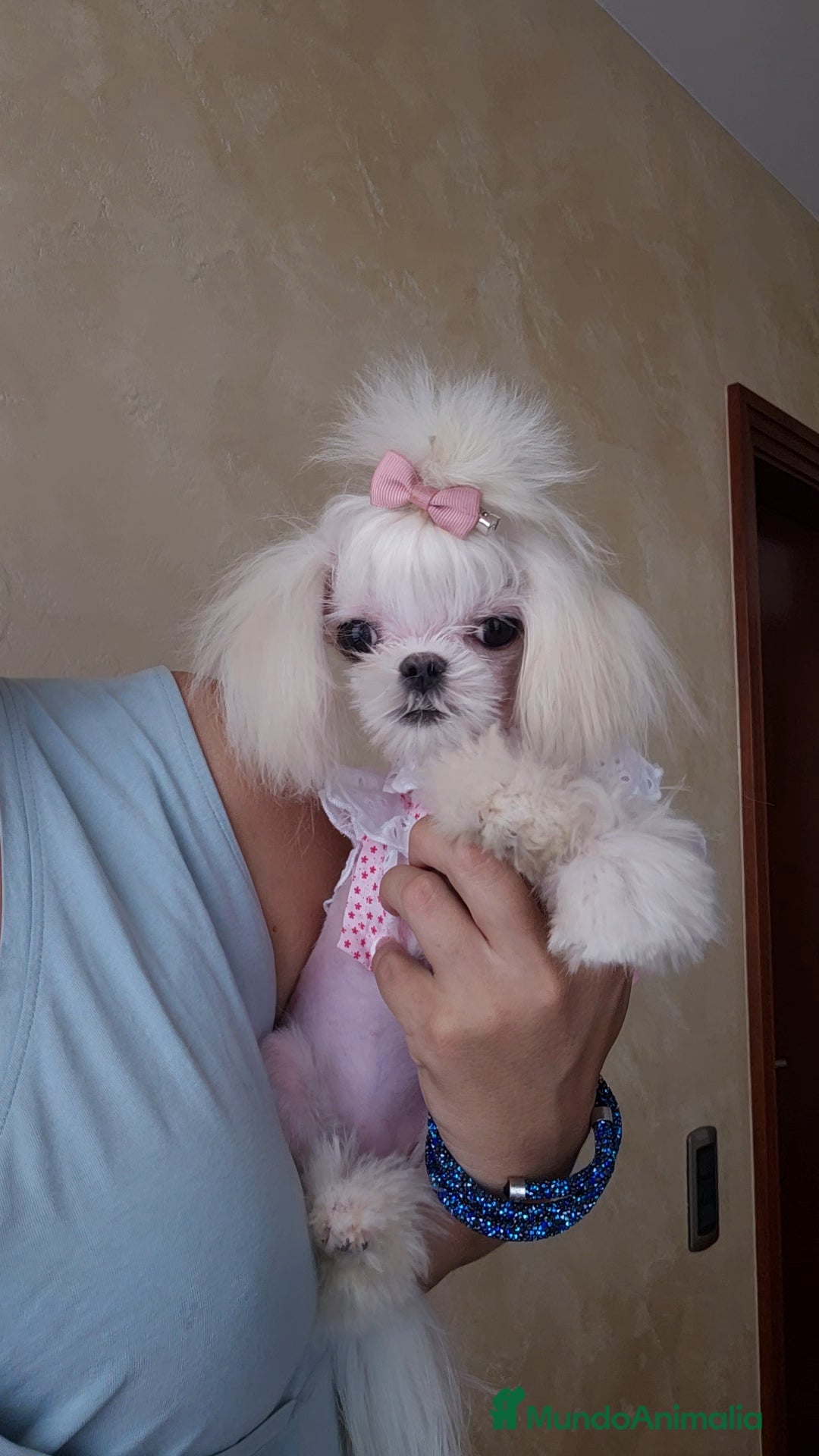 Bichón Maltés perros en venta: Mini teacup Maltese Asiático Coreano puro  - Imagen 2