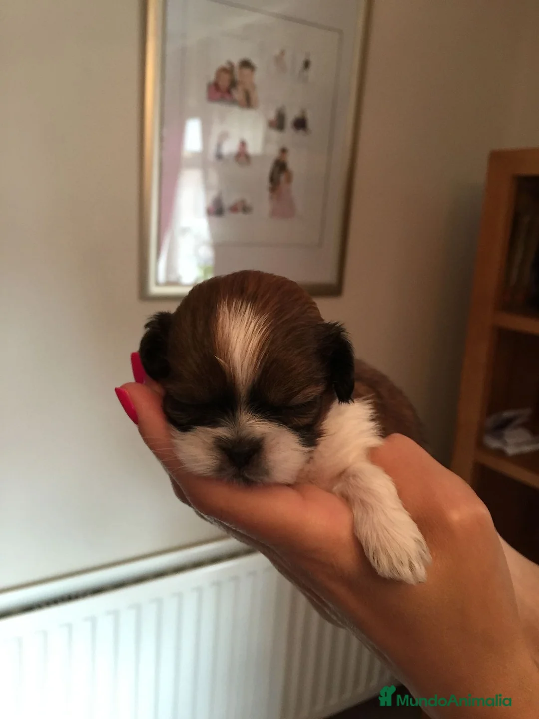 Shih Tzu perros en venta: Cachorros de Shih tzu recién nacidos 🐾🐣 - Anuncio 7