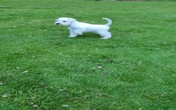 Schnauzer Miniatura perros en venta: Schnauzer blanco 5 meses muy guapo!! - Imagen 7