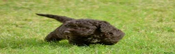 Perro de Agua Español perros en venta: CACHORRO DE PERRO DE AGUA  - Anuncio 14