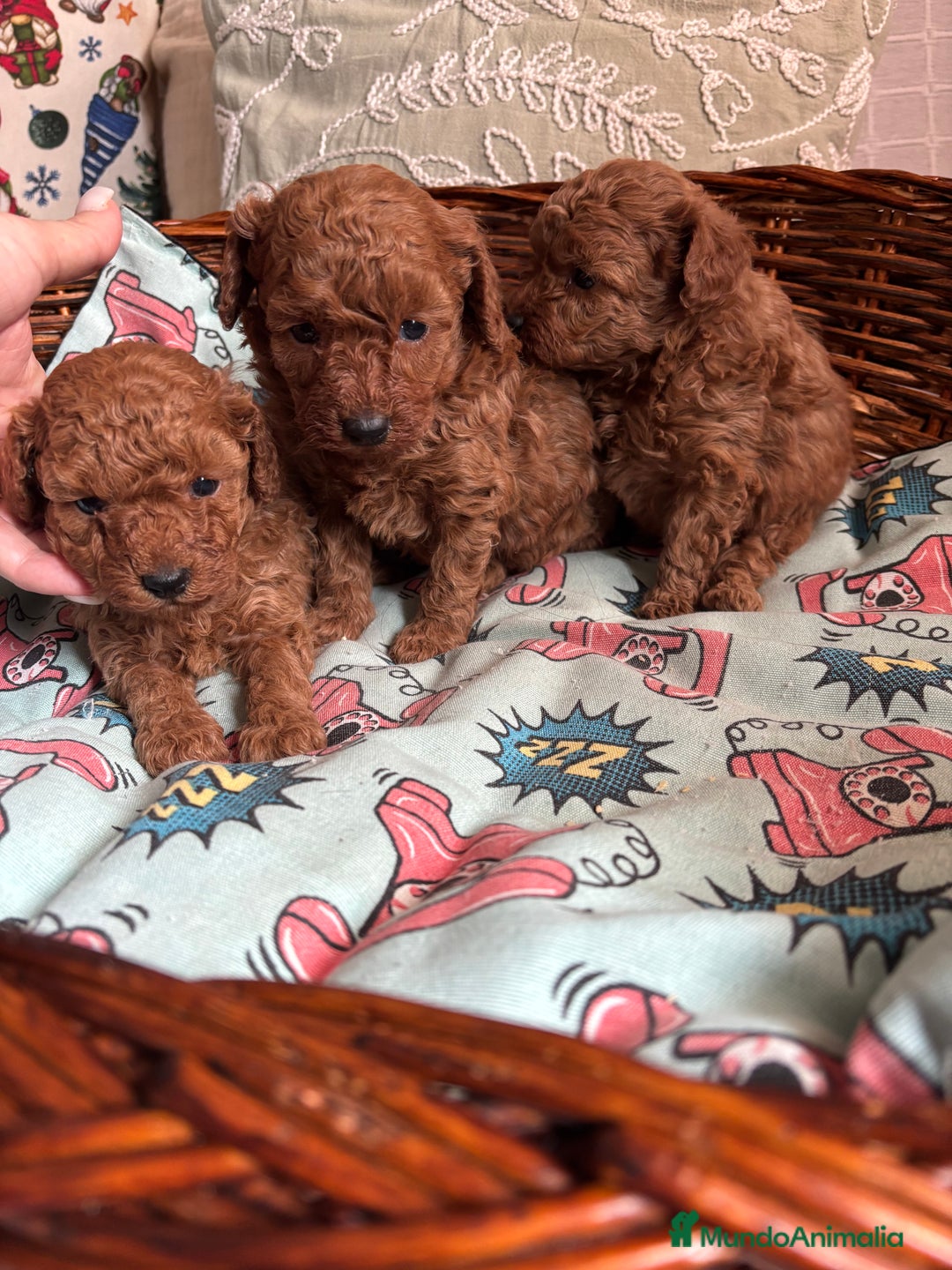 Caniche Toy perros en venta: Caniche toy rojo entrega para Enero . - Anuncio 7