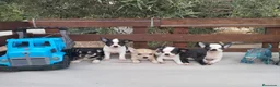 Chihuahua perros en venta: CHIHUAHUAS TOYS CABEZA de 🍎🍎 🥰🥰🥰 - Anuncio 1