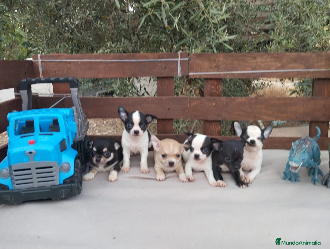 Chihuahua perros en venta: CHIHUAHUAS TOYS CABEZA de 🍎🍎 🥰🥰🥰 - Anuncio 1
