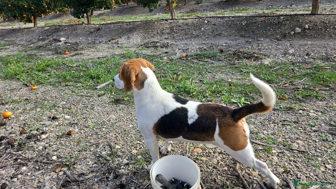 Beagle perros en venta: BEAGLES - Anuncio 1