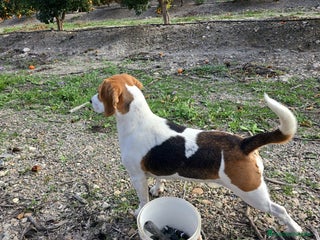 Beagle perros BEAGLES - Anuncio 1