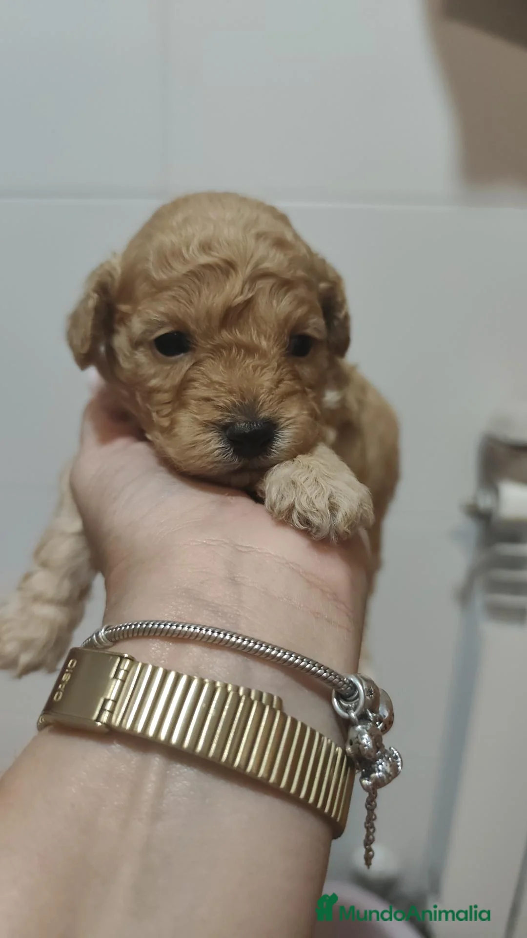 Caniche Toy perros en venta: Cachorros caniche toy 🧡 en Barcelona - Anuncio 1