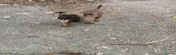 Pastor Belga Malinois perros en venta: PRECIOSA MALINOIS - Anuncio 1