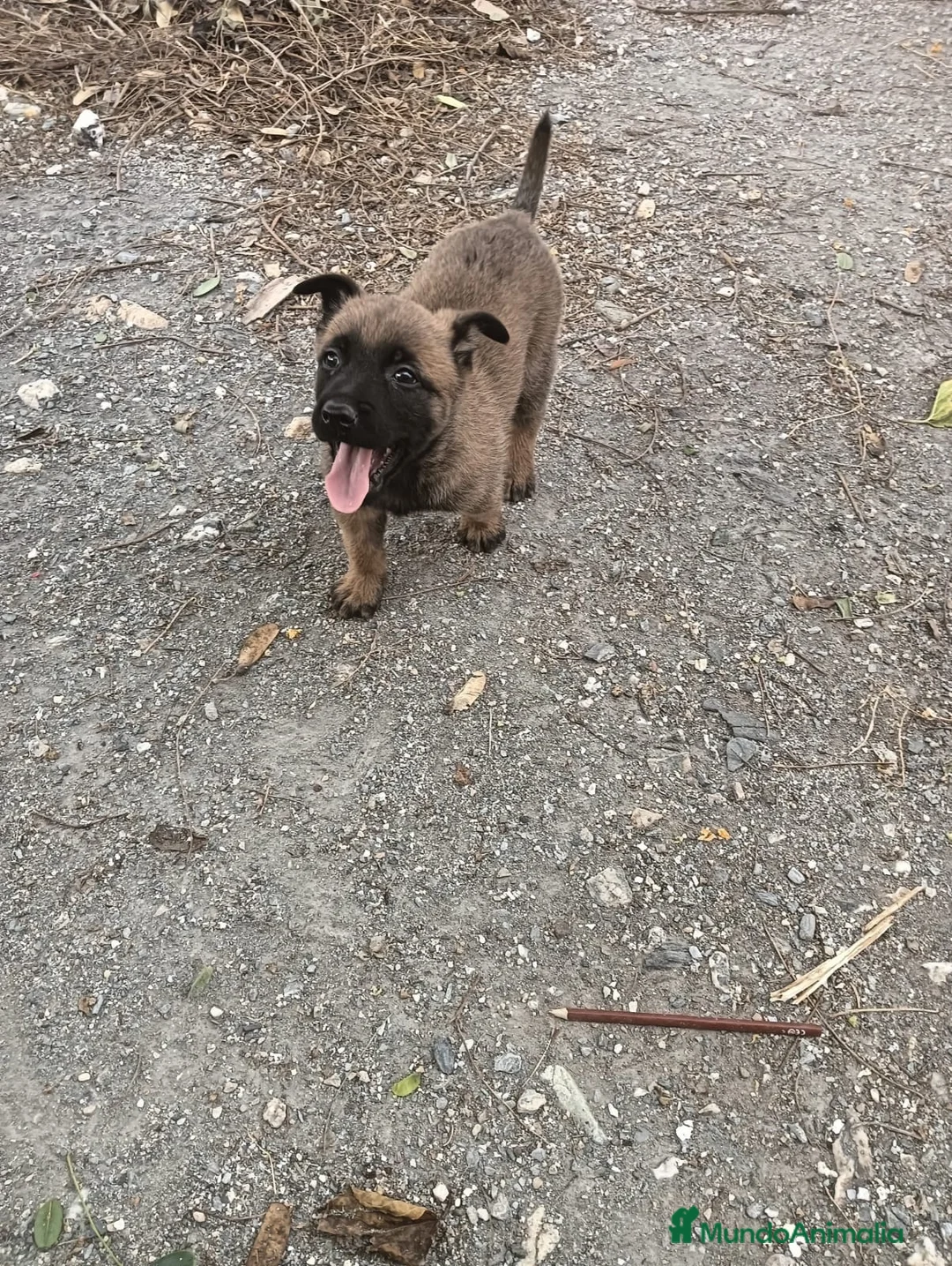 Pastor Belga Malinois perros en venta: PRECIOSA MALINOIS - Anuncio 1