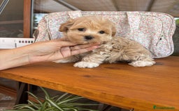 Maltipoo perros en venta: Maltipoo mes de entrega diciembre  - Imagen 2
