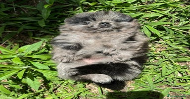 Pomerania perros - Anuncio 7