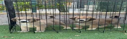 Pastor de Asia Central perros en venta: Disponible pareja Alabai  - Anuncio 2
