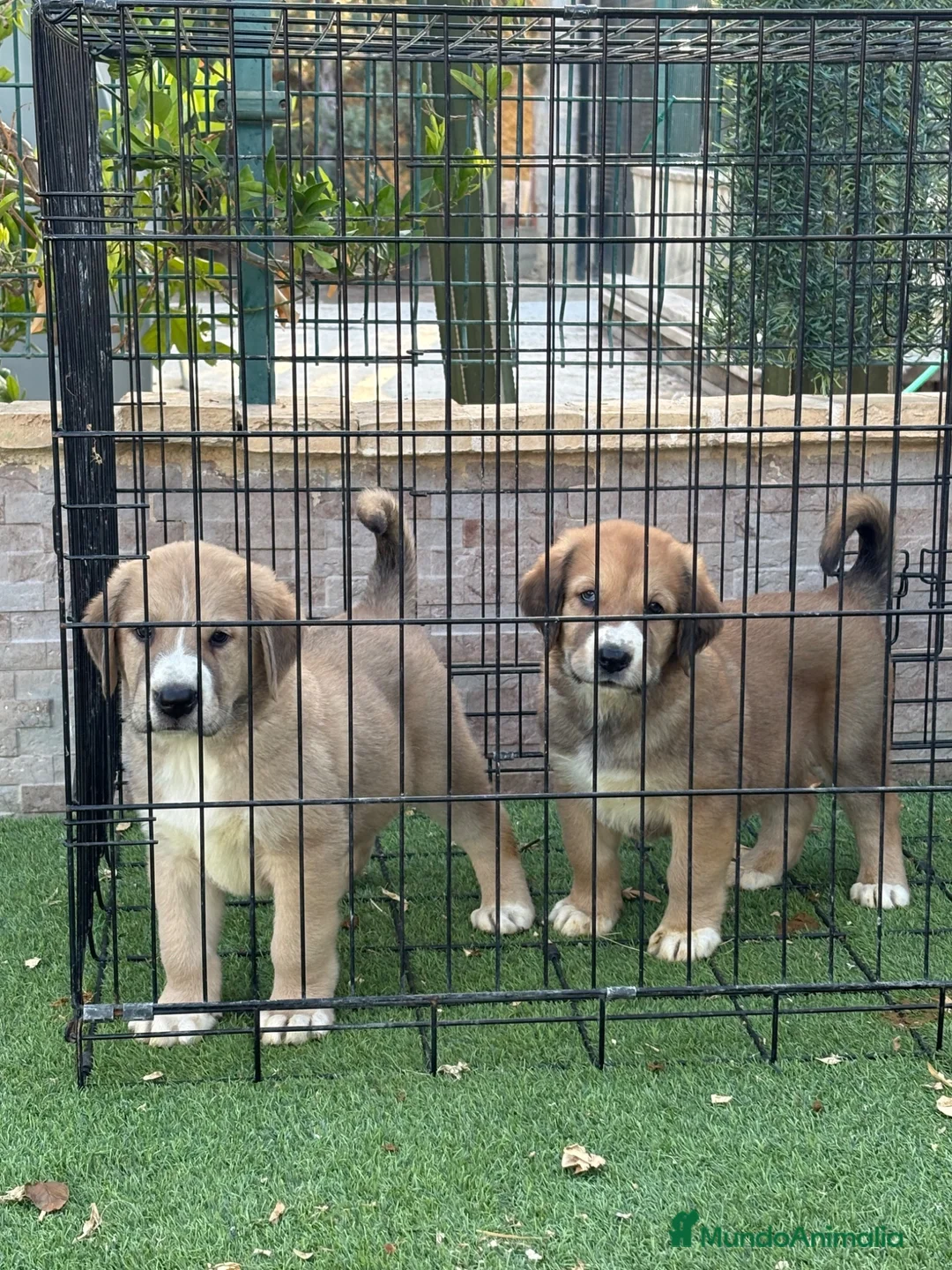 Pastor de Asia Central perros en venta: Disponible pareja Alabai  - Anuncio 2