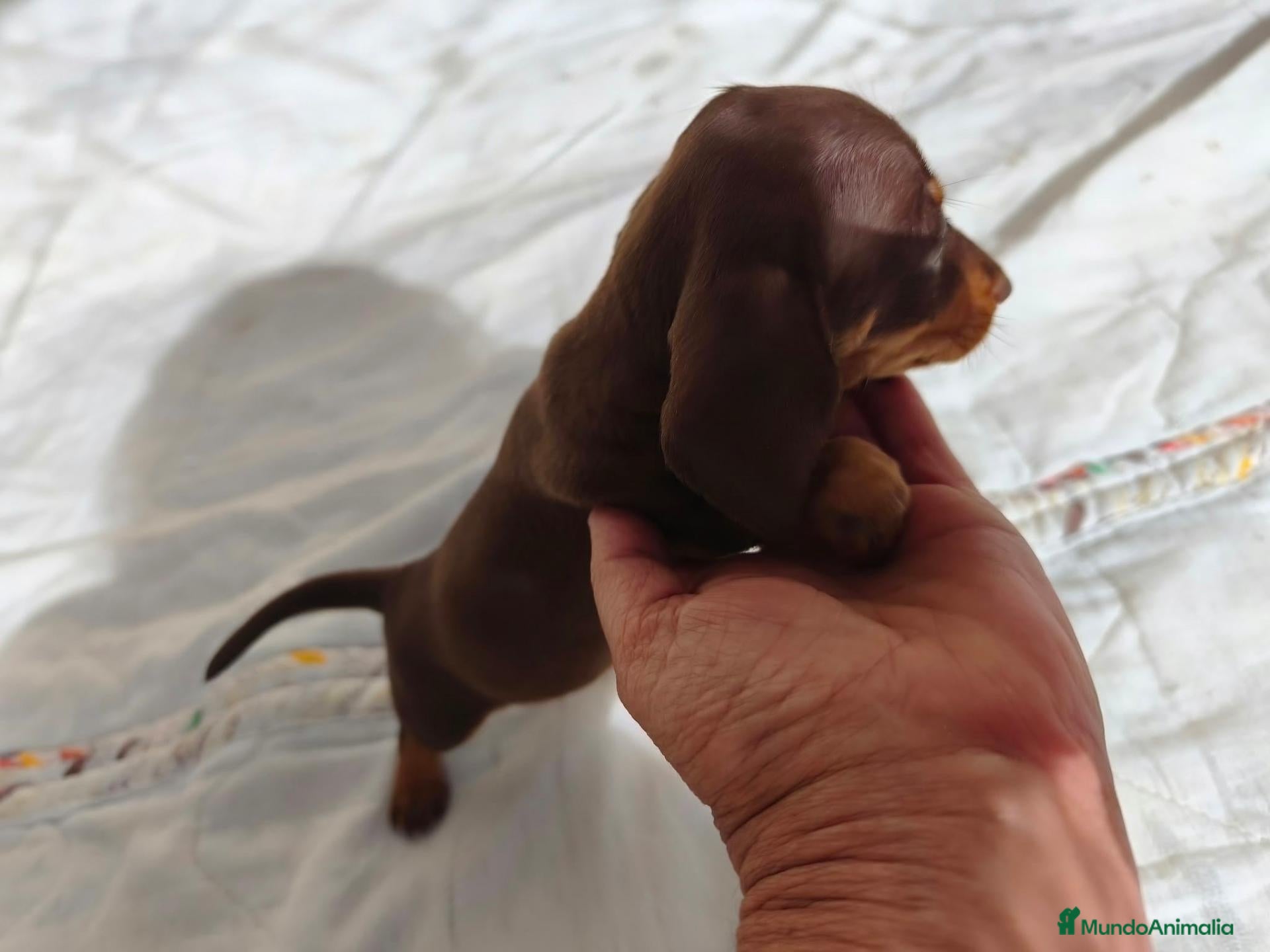 Teckel Miniatura perros TECKELS MINIATURAS PRECIOSA CAMADA  - Anuncio 2
