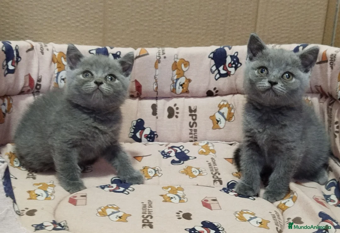 Británico de Pelo Corto gatos en venta: British Shorthair  - Anuncio 6