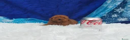 Caniche Toy perros en venta: PRECIOSOS CANICHE  ROJO LINEA TOY - Anuncio 8